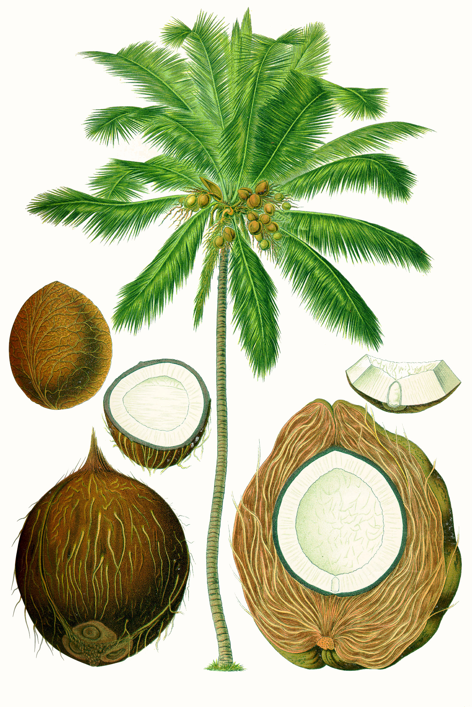 coconut
