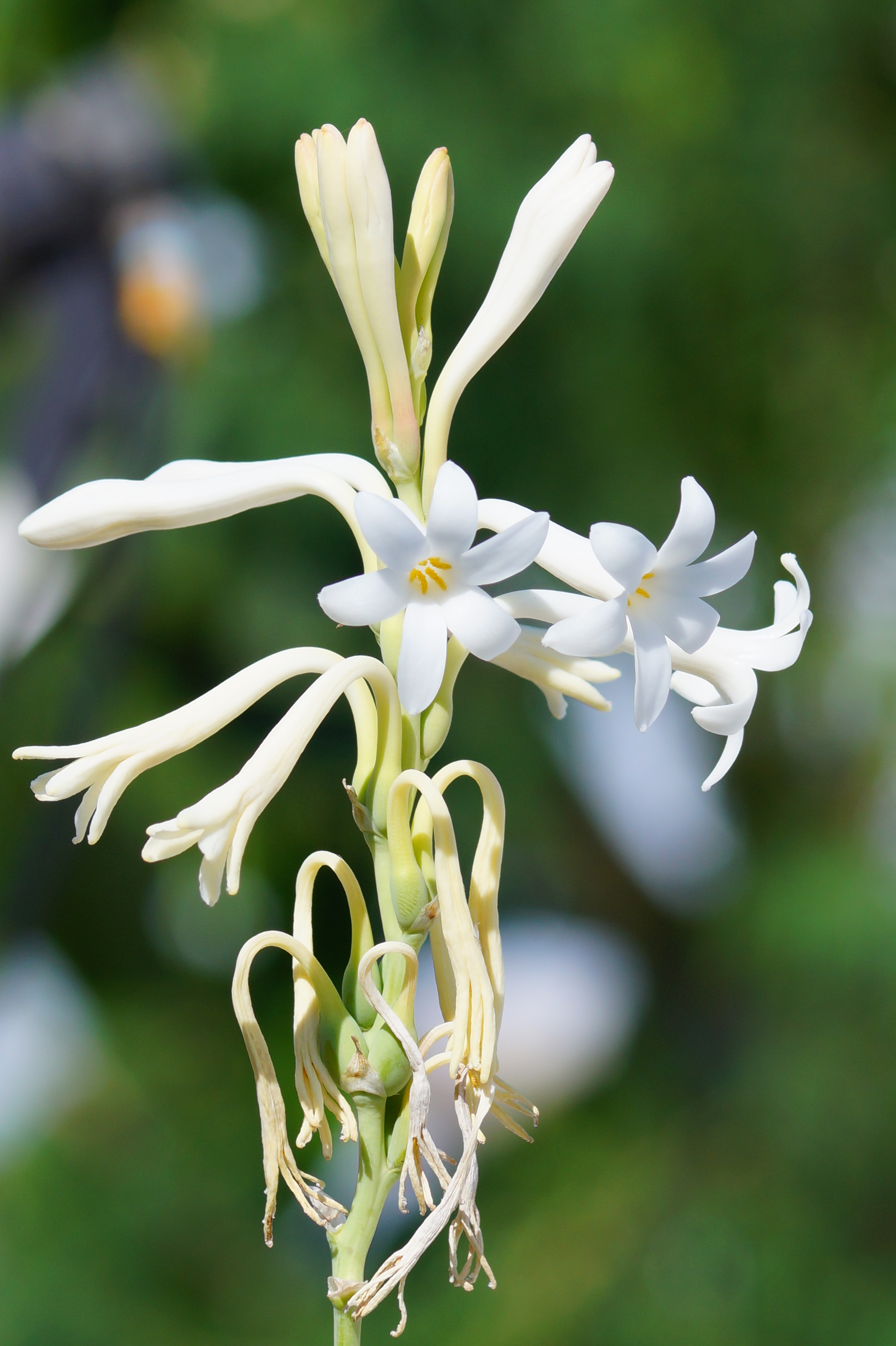 tuberose