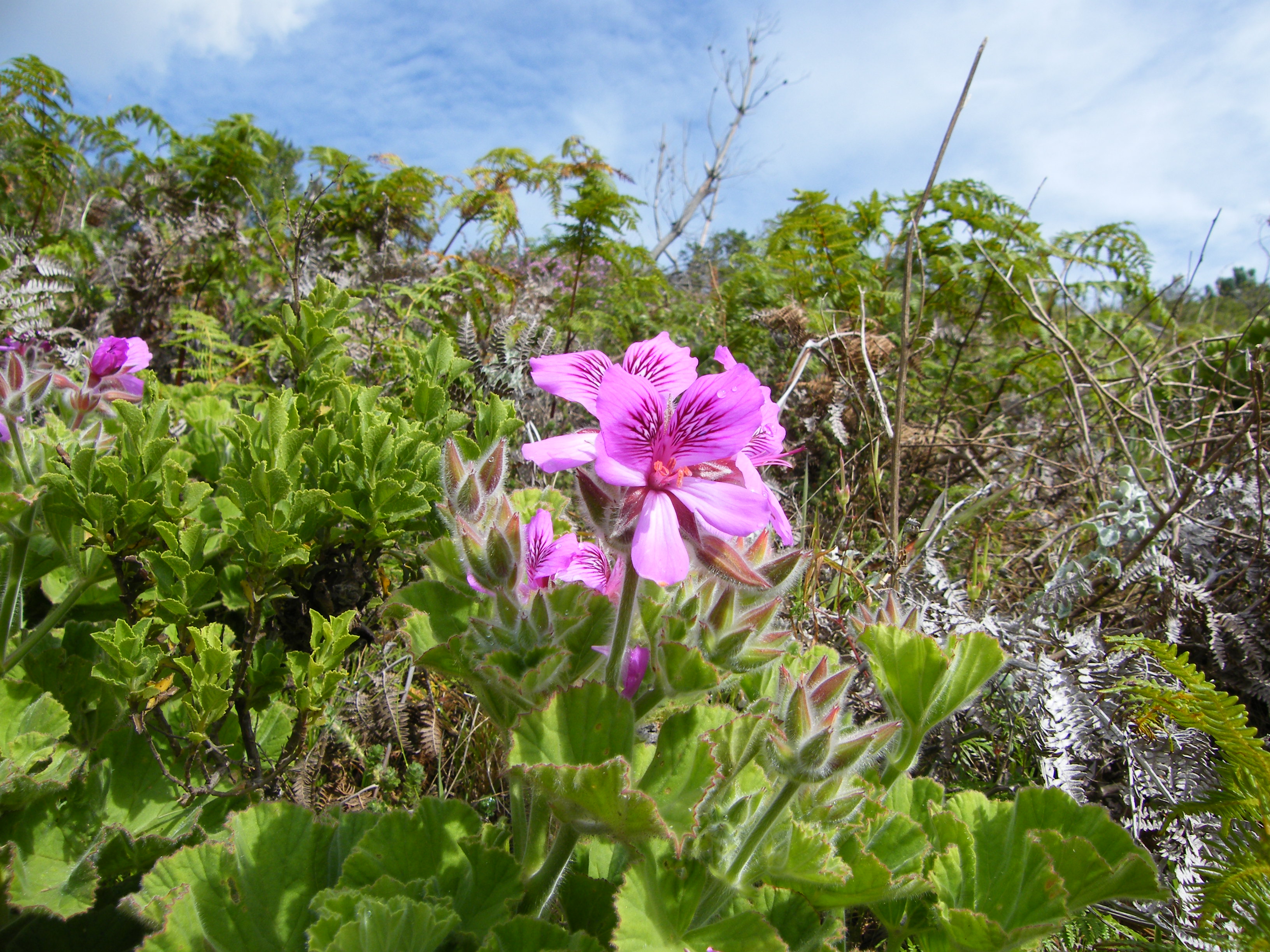 African Geranium