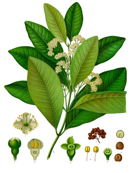 Allspice