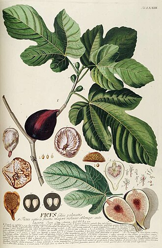 black fig