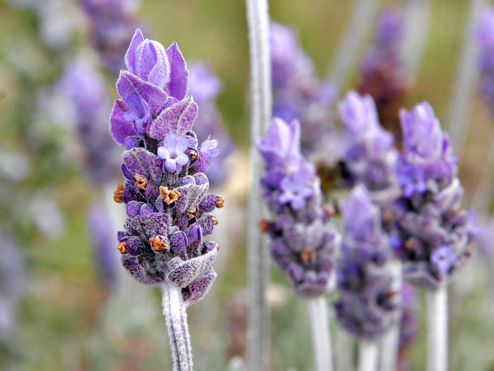 Blue Lavender