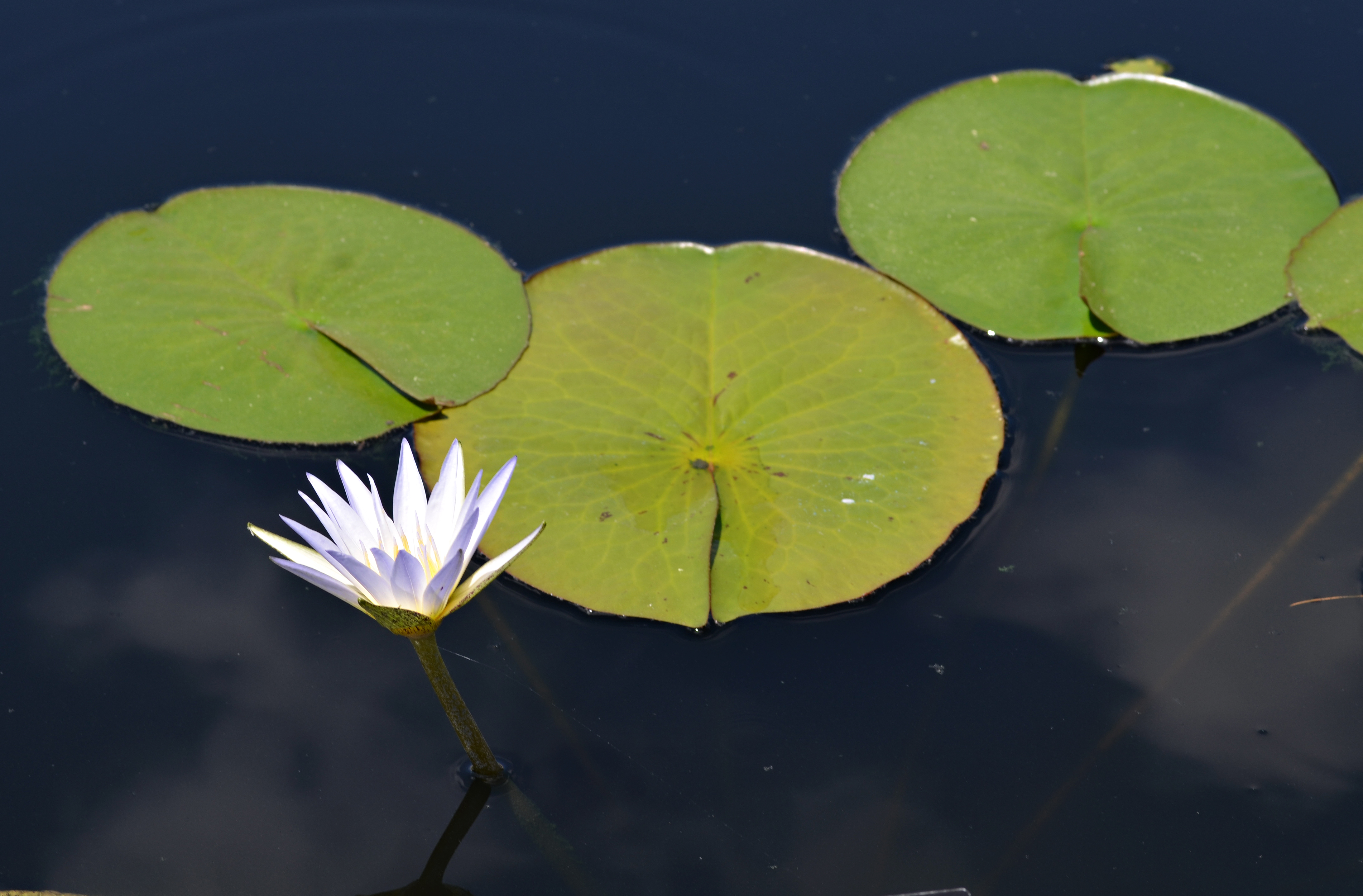 Blue Lotus