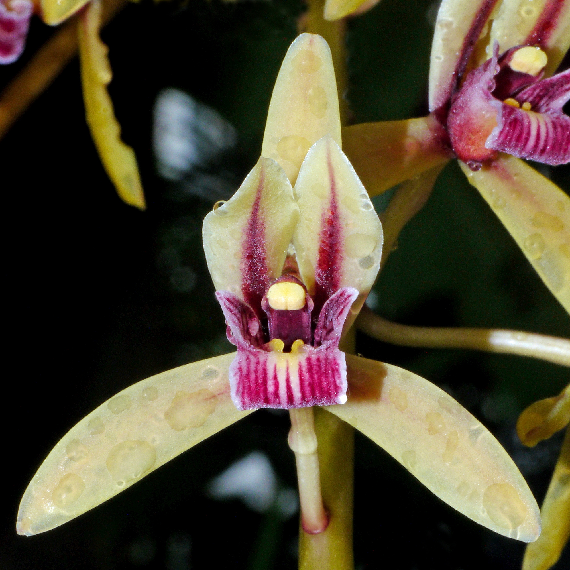 Butterfly Orchid