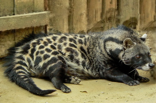 Civet