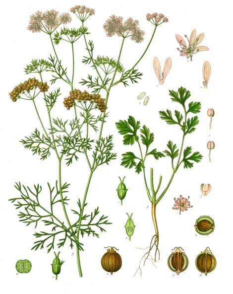 Coriander