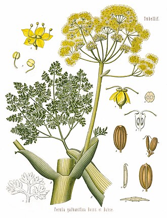 Galbanum