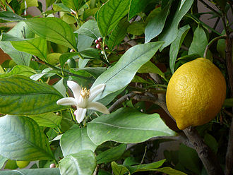 lemon leaf
