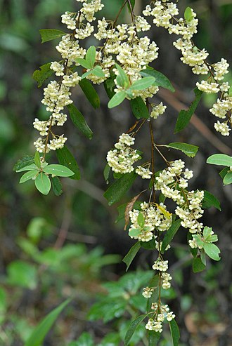 Litsea Cubeba