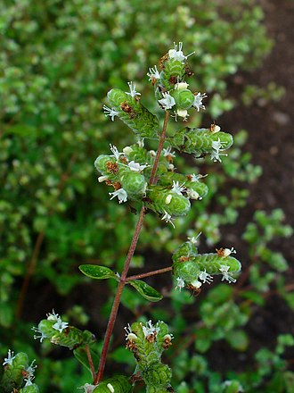 marjoram