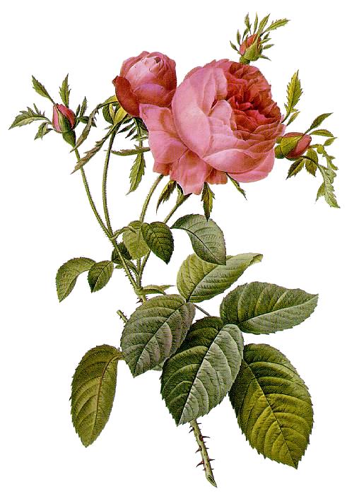 May Rose