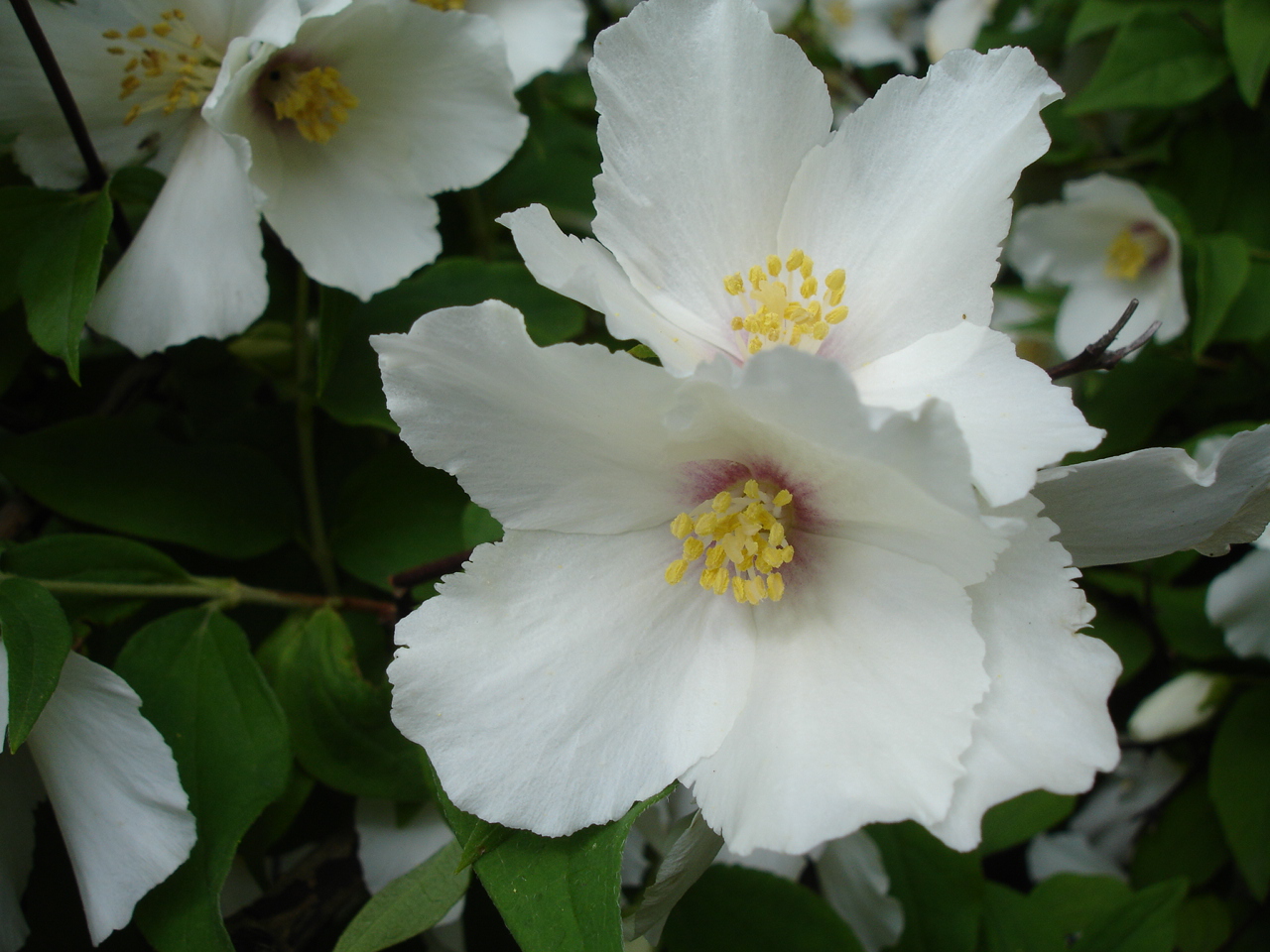 Mock Orange