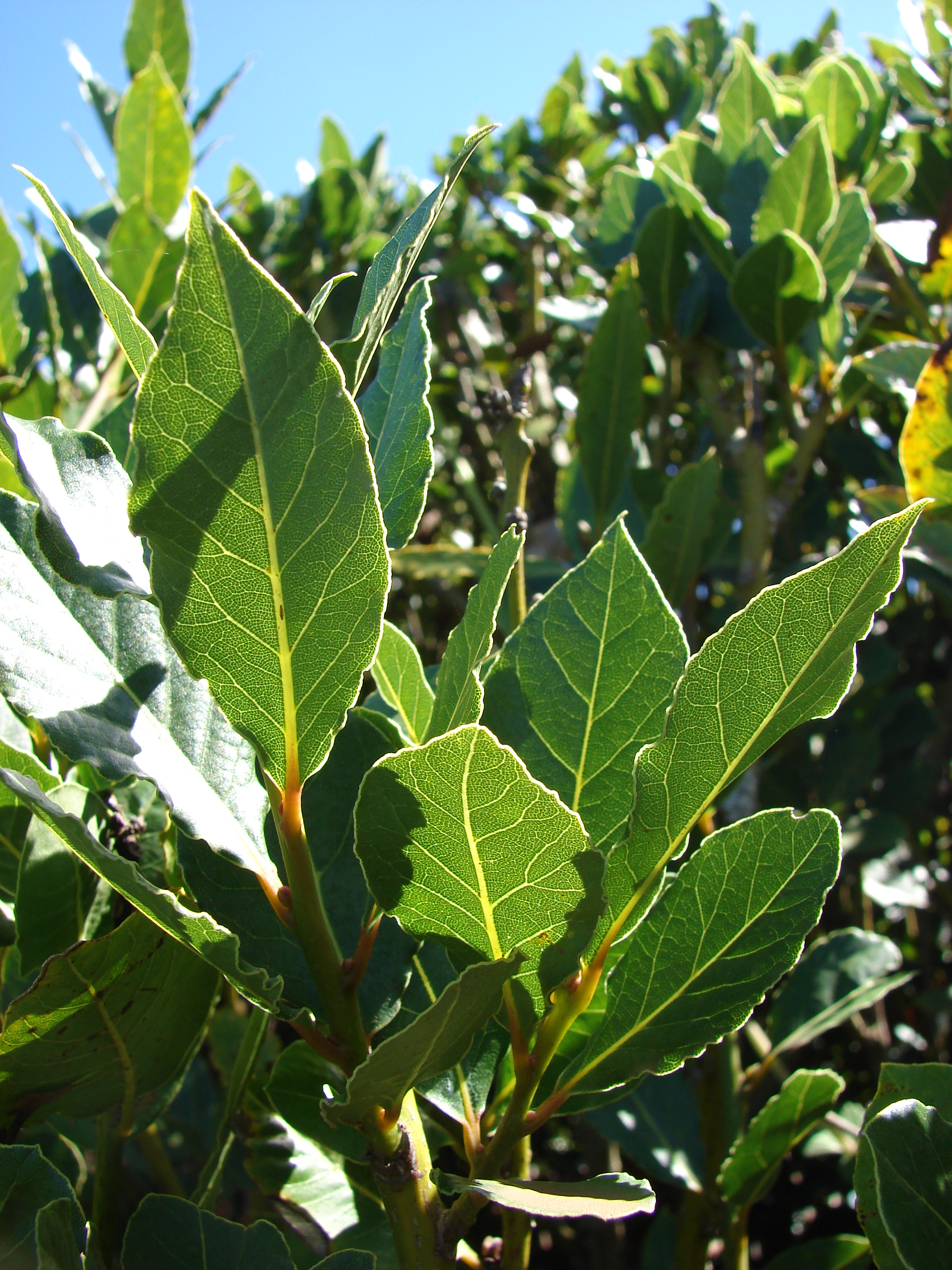 Moroccan bay leaf