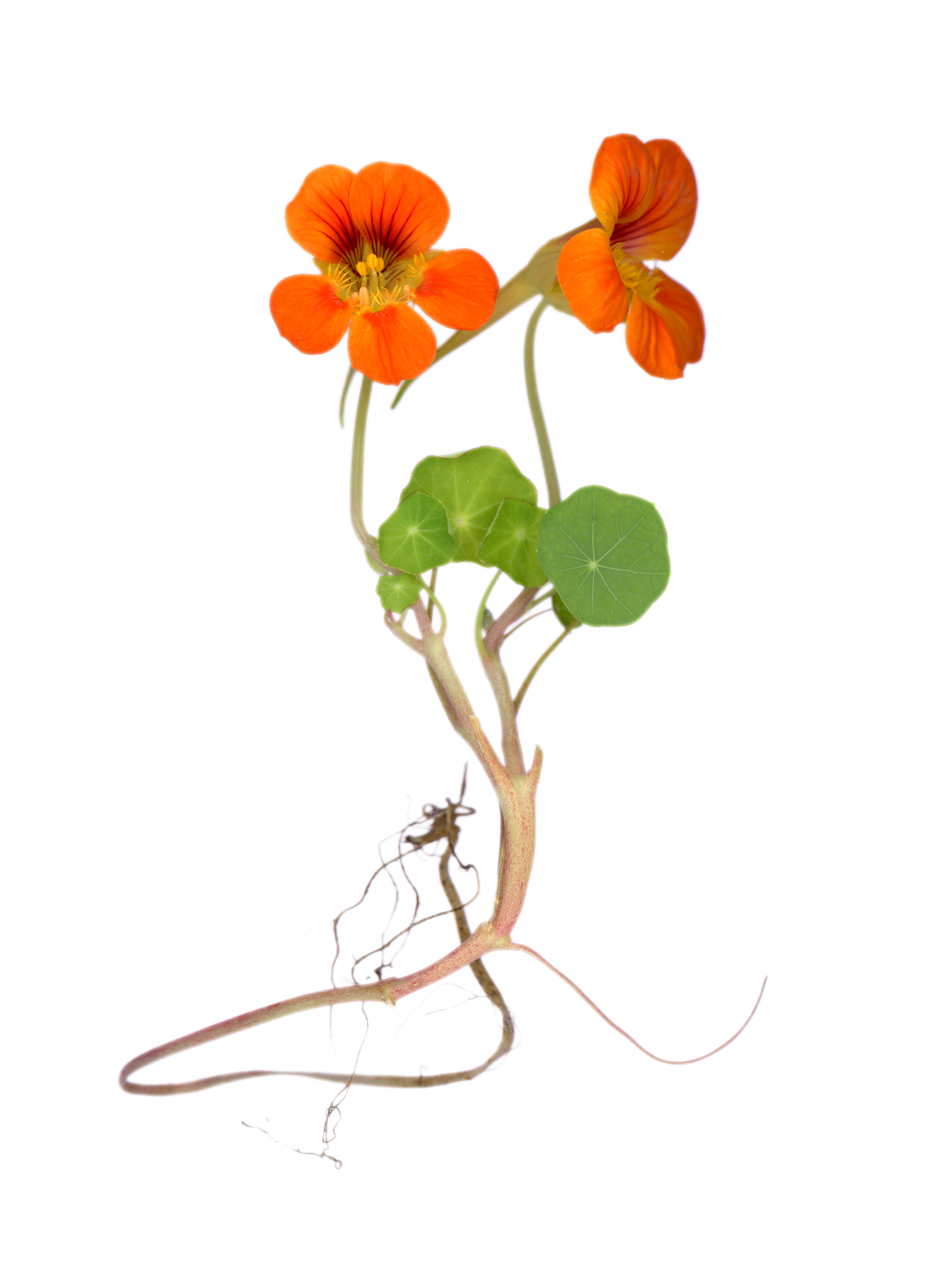 Nasturtium
