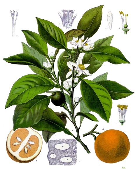 Neroli