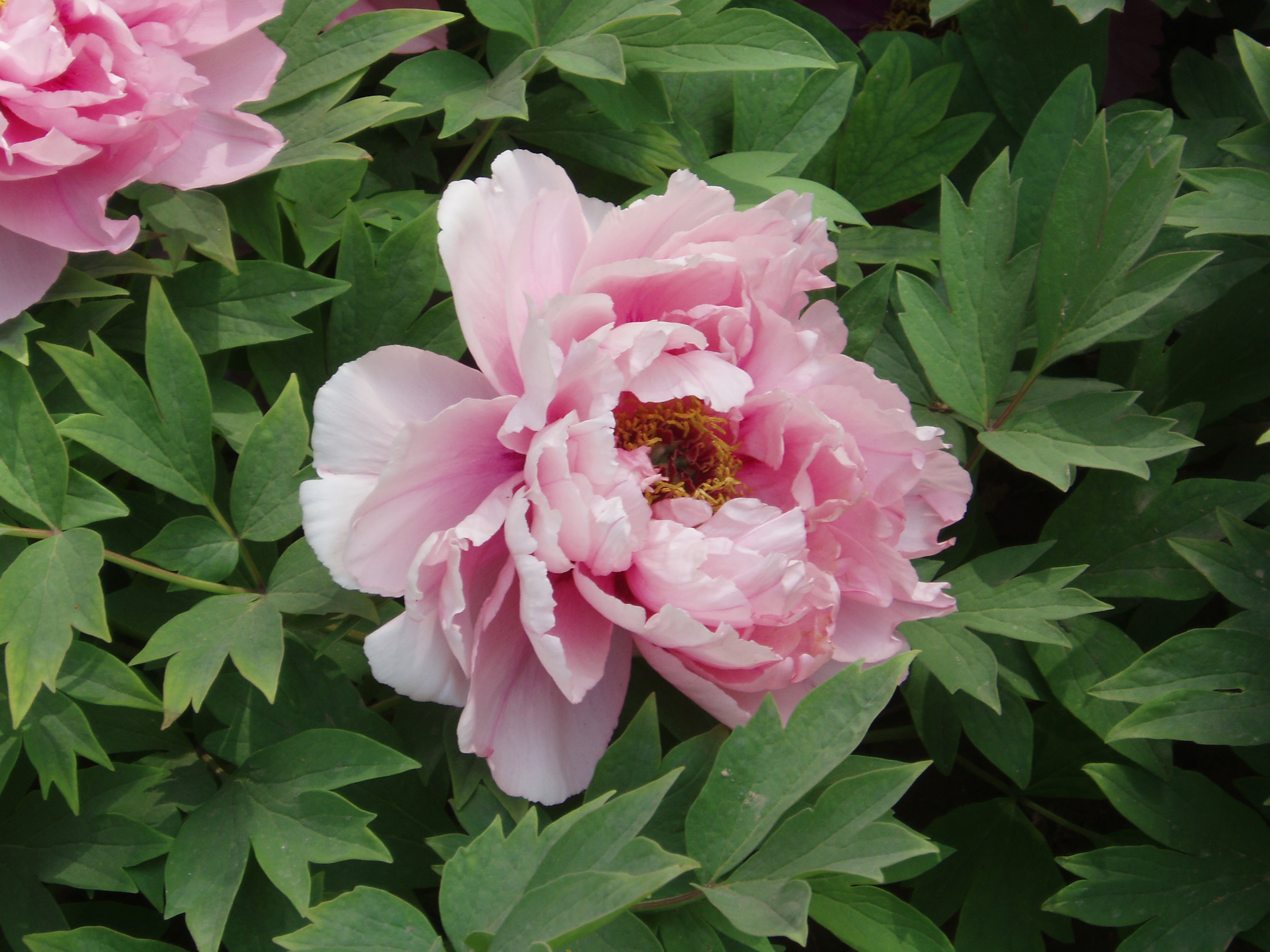 Pink Peony