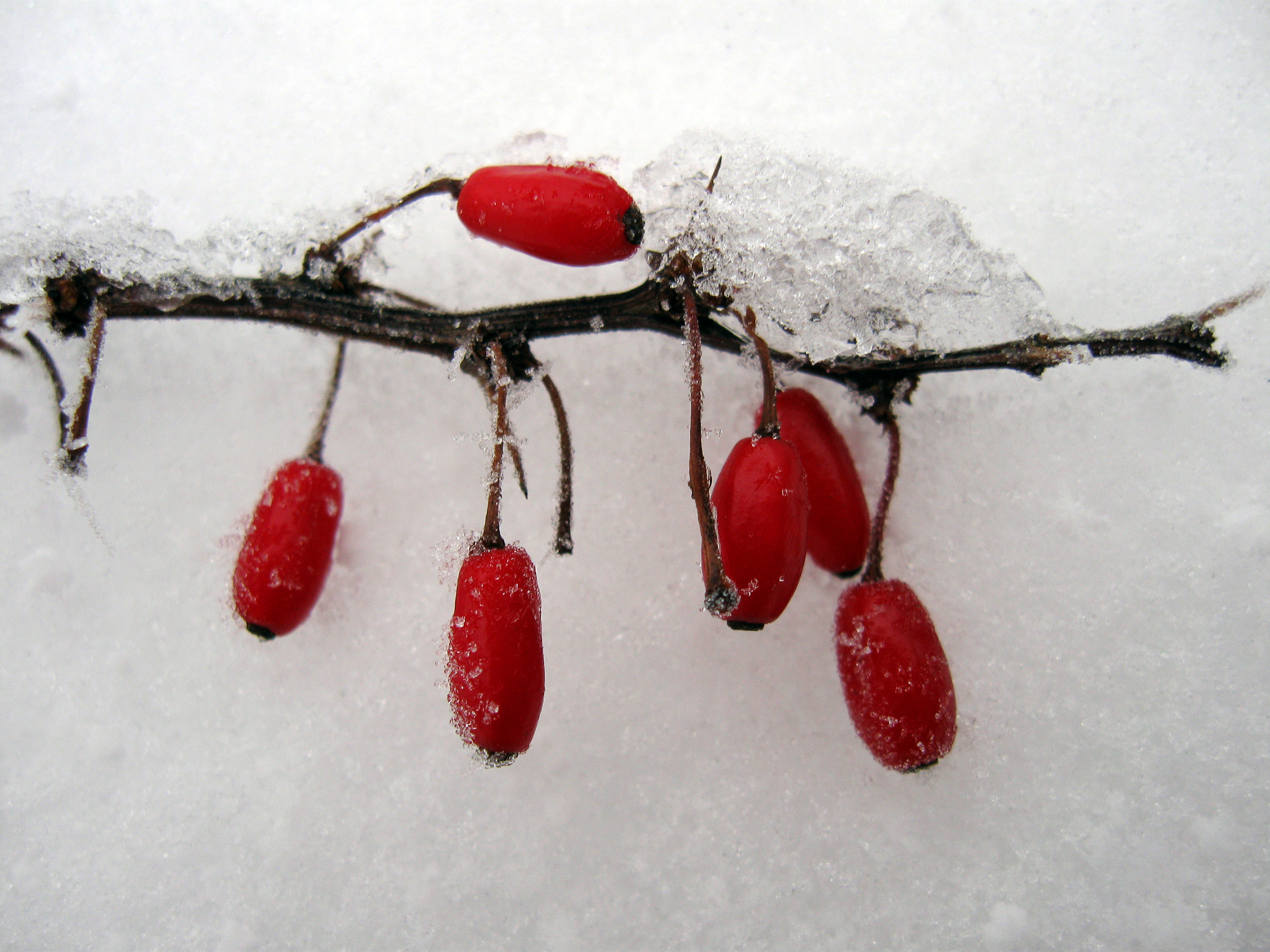 Red Fruits