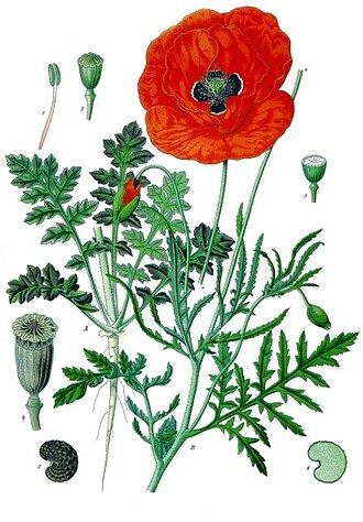 red poppy