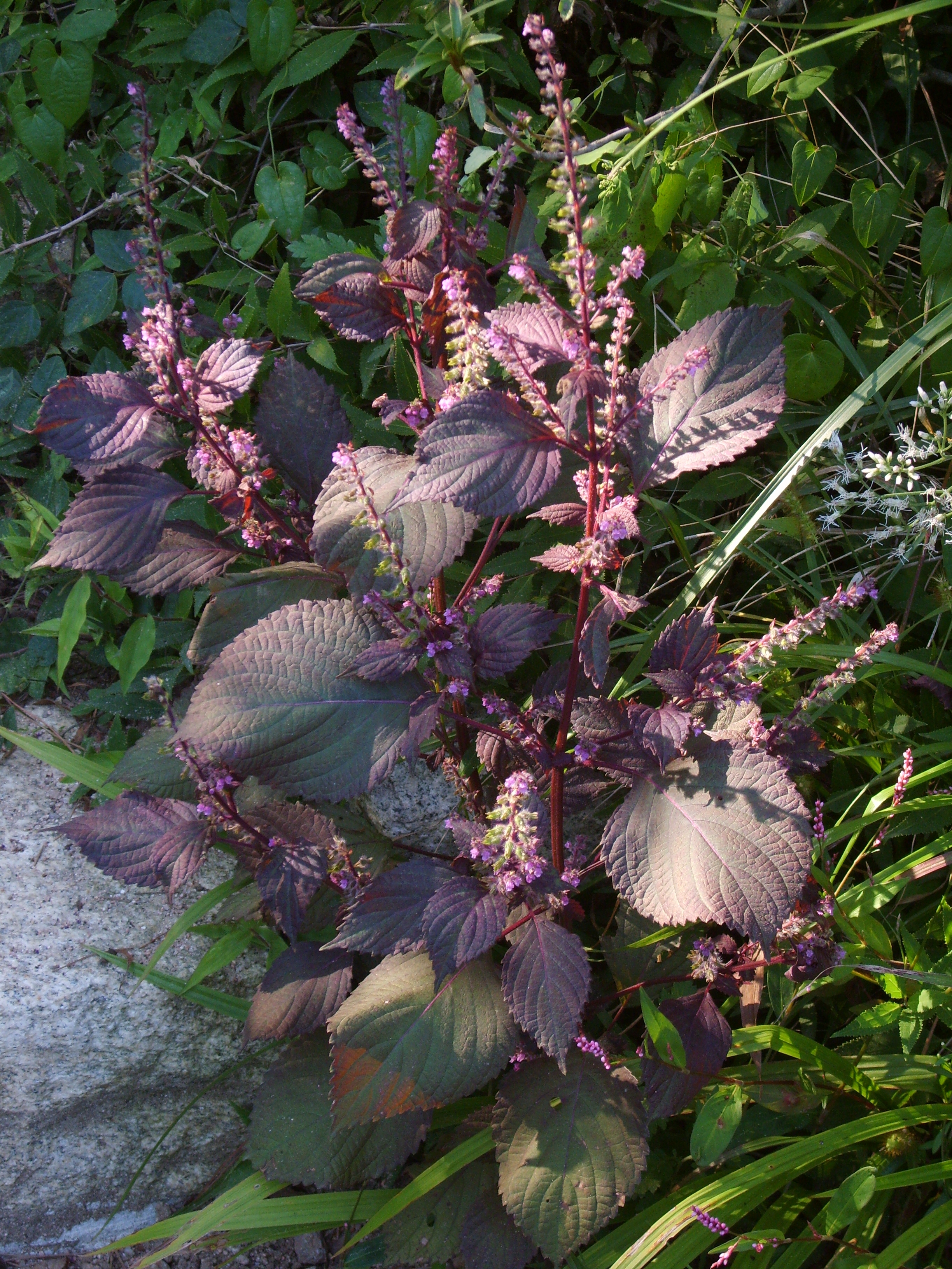 Shiso