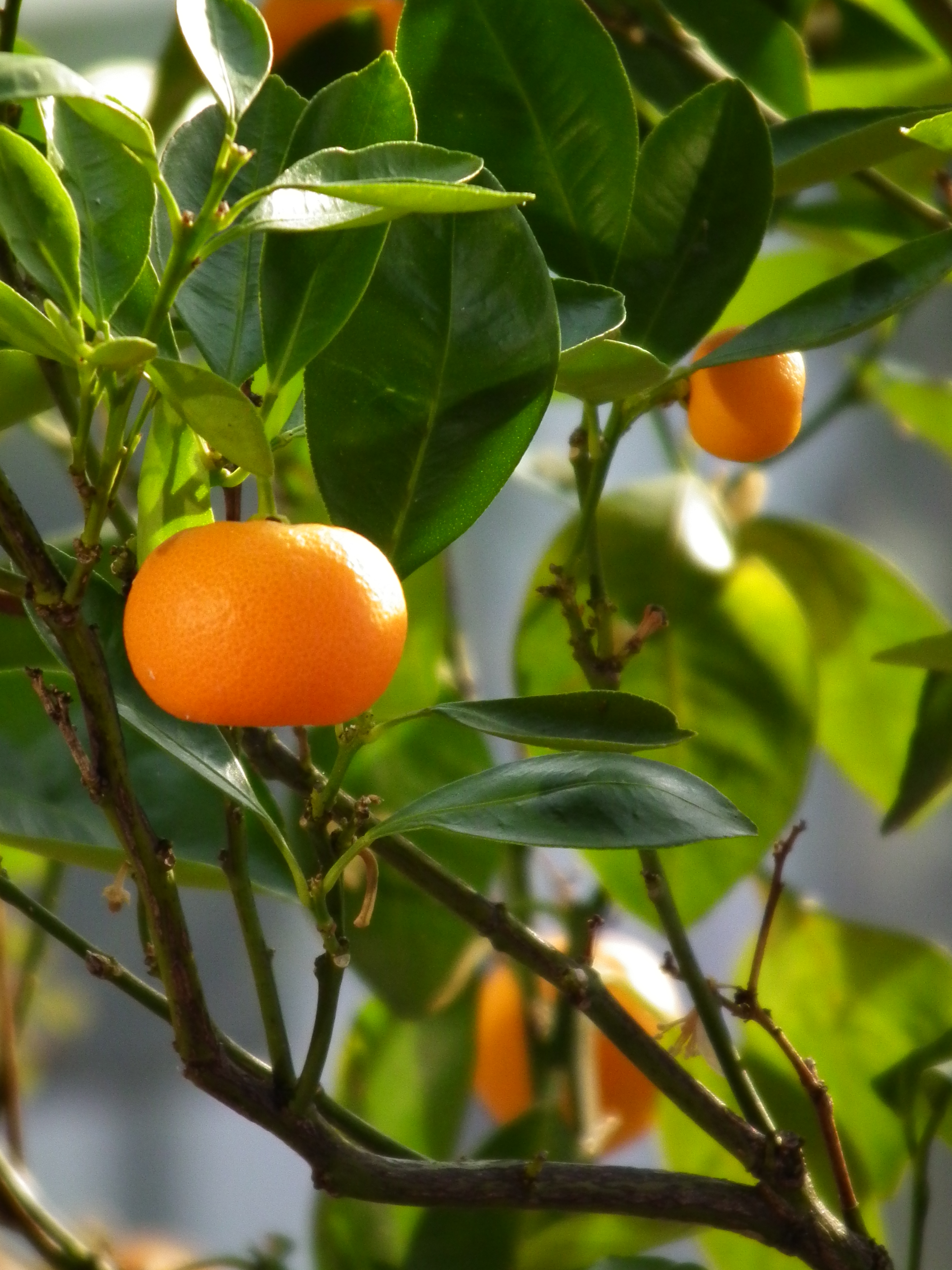 Sicilian Mandarin