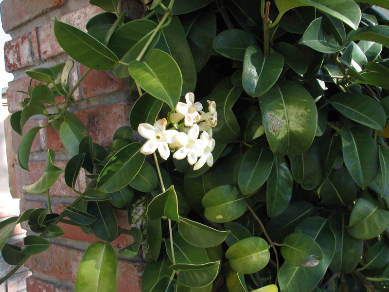 Stephanotis