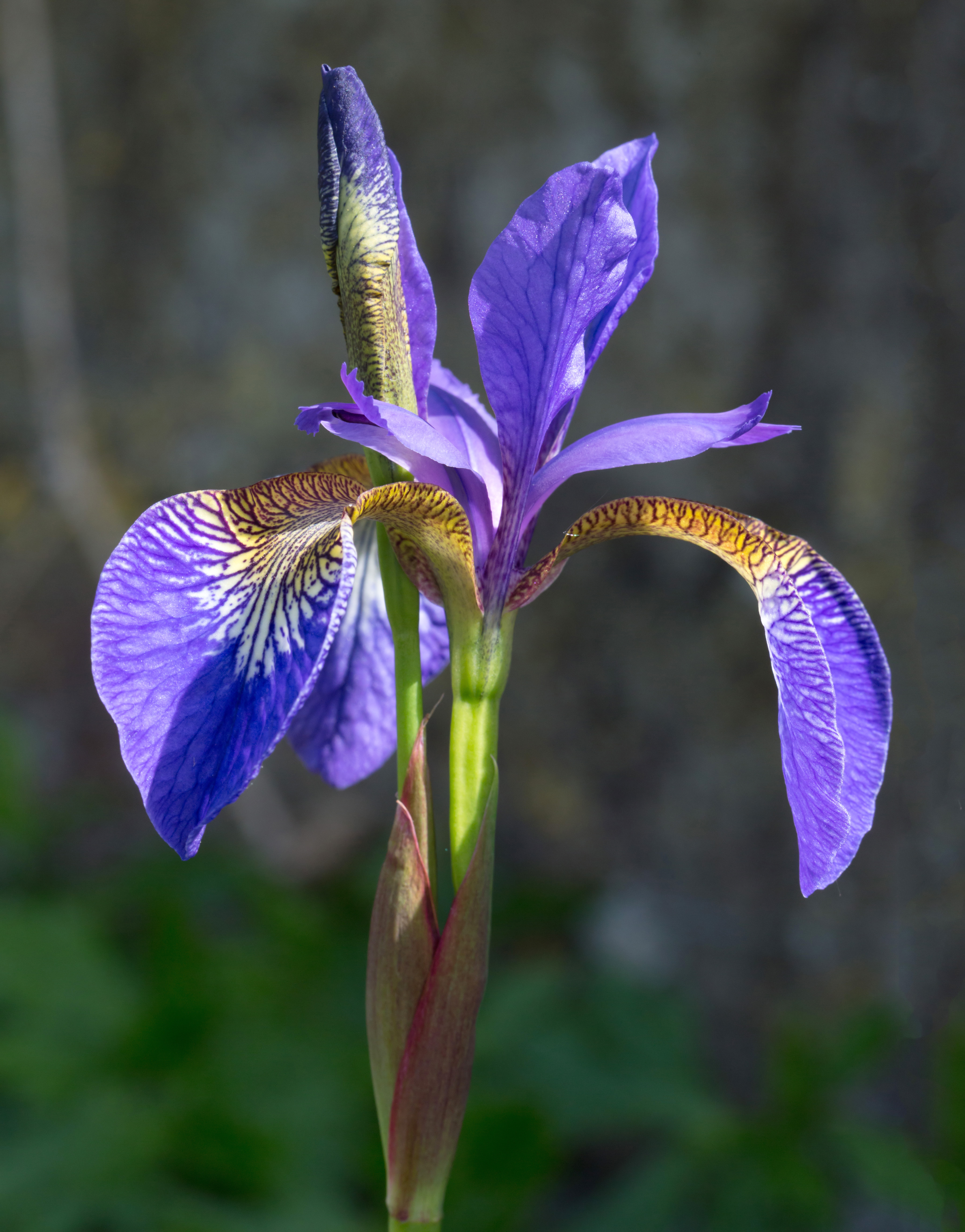 Tuscan Iris