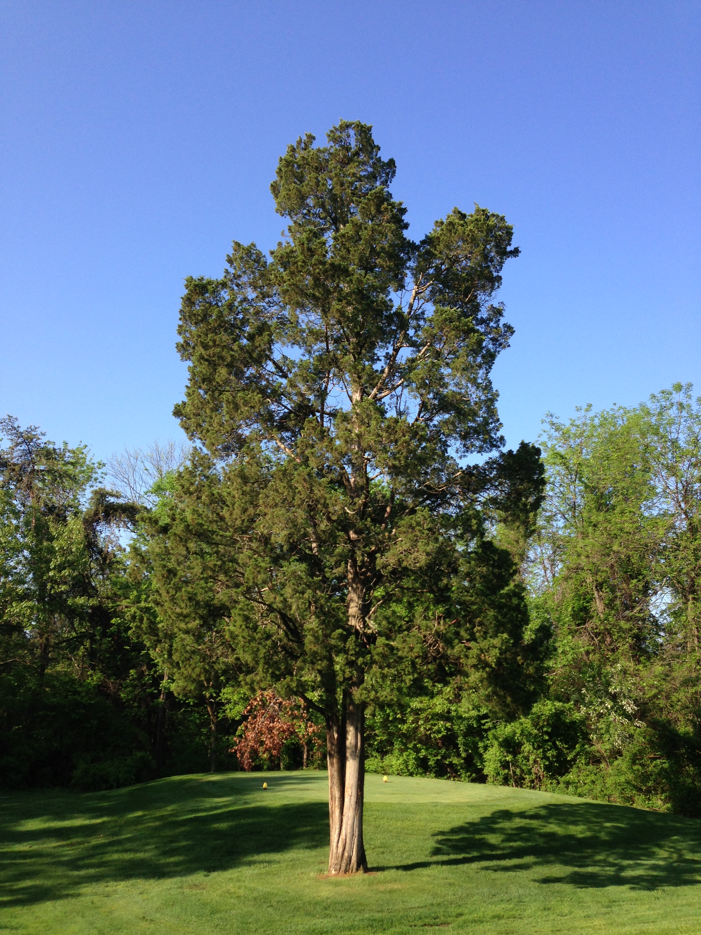 Virginian Cedar